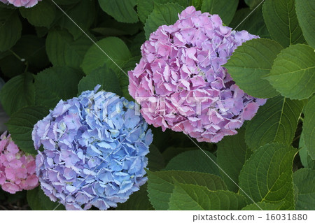hydrangea   16031880