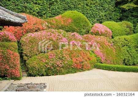 【瀨戶內33觀音聖地】13號萊久寺花園小月花盛開青海波浪高橋市岡山縣 16032164