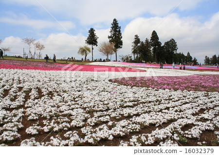 位於里山山公園和山的Shiba-zakura。 16032379