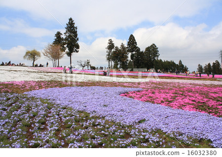 羊山公園芝櫻之丘（埼玉縣秩父市） 16032380