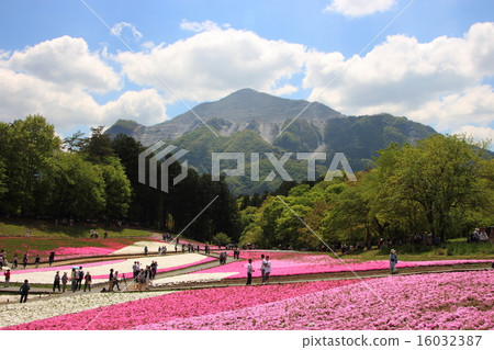 Shiba-zakura at Mt. Rishan Park and Mount Mt. Shiba-zakura at Mt. Rishan Park and Mount Mt. 16032387