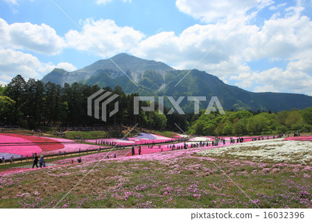 位於里山山公園和山的Shiba-zakura。 16032396