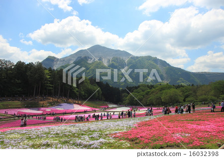 位於里山山公園和山的Shiba-zakura。 16032398