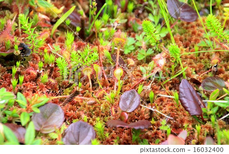 威爾士洋蔥 16032400