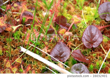 威爾士洋蔥 16032401