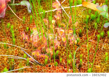 威爾士洋蔥 威爾士洋蔥 16032402