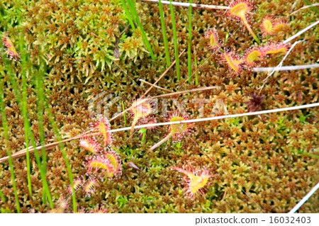 威爾士洋蔥 16032403