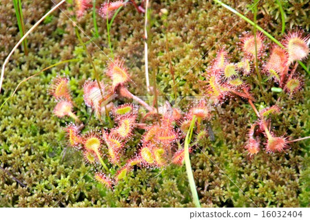 威爾士洋蔥 16032404