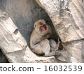 Japanese macaques 16032539