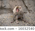 Japanese macaques 16032540