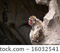 Japanese macaques 16032541