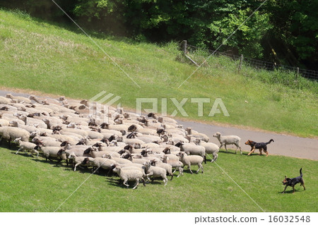 A sheep 16032548