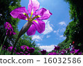 Blue skies and irises 16032586