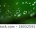 Water drops in the spider web 16032591