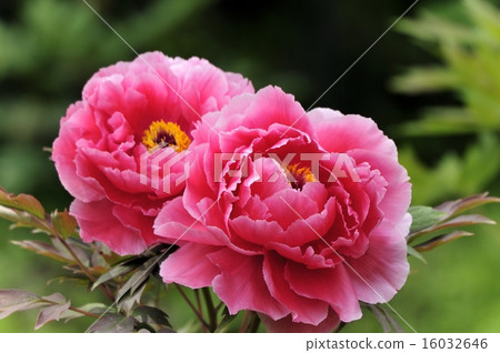 Peony Peony 16032646