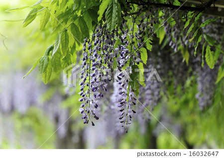 Wisteria flowers Wisteria flowers 16032647