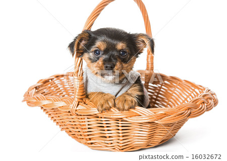 Yorkshire Terrier puppy sitting in a basket Yorkshire Terrier puppy sitting in a basket 16032672