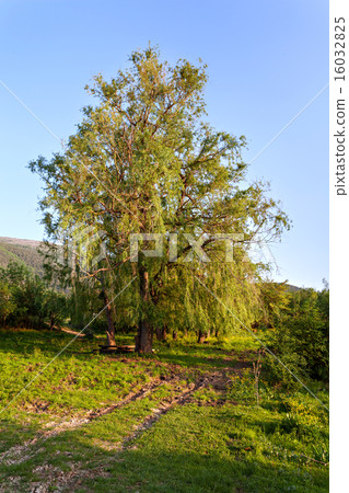 Sunset landscape. Lonely tree in summer 16032825
