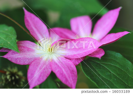 Clematis (Yahashi) flowers Clematis (Yahashi) flowers 16033189