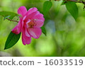 Pink camellia 16033519