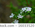 Pretty white sheka flower 16033520