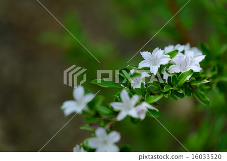 Pretty white sheka flower 16033520