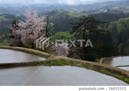 Oya-lao的稻田和櫻花 16033533