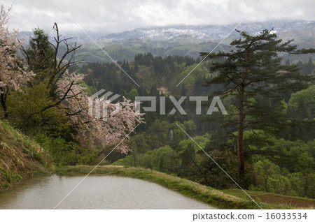 Oya-lao的稻田和櫻花 Oya-lao的稻田和櫻花 16033534