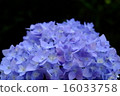 hydrangea   16033758