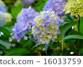 Light hydrangea 16033759