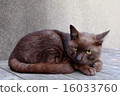 Amber-colored cat 16033760