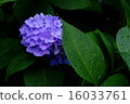 hydrangea   16033761