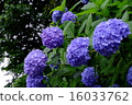 hydrangea   16033762