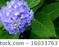 hydrangea   16033763