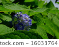 hydrangea   16033764
