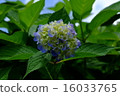 hydrangea   16033765