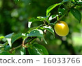 Plum fruit colored yellow 16033766