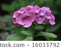 Hydrangea 16033792