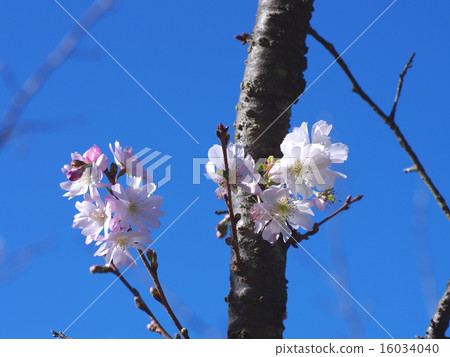 櫻山公園·冬天櫻花 16034040