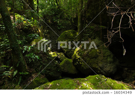 moss-covered rock moss-covered rock 16034349