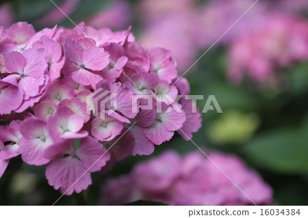 Hydrangea pink Hydrangea pink 16034384