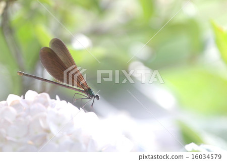 一種蜻蜓，適合在光的繡球花 16034579