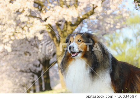 A dog looking far away with a smile in front of cherry blossoms in full bloom A dog looking far away with a smile in front of cherry blossoms in full bloom 16034587