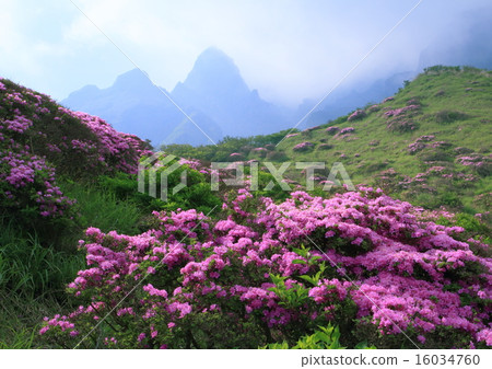 傳感峽谷的Miyama Kirishima 16034760