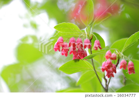 Beni Salasa Doudan花 16034777