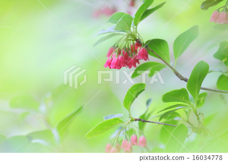 Beni Salasa Doudan花 16034778