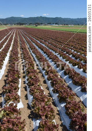 高地蔬菜的領域 16035151