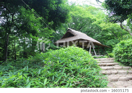 Azalea tea house peeping into the bush Azalea tea house peeping into the bush 16035175