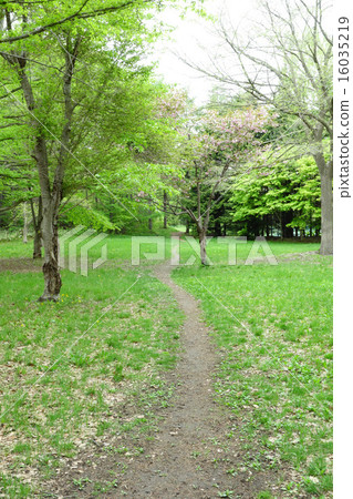 Promenade of fresh green and cherry blossoms 16035219