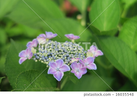  Gaku hydrangea 16035548